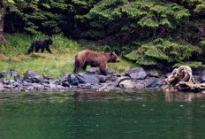 Bären in Alaska, nahe SItka