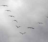 Pelikane über Miami