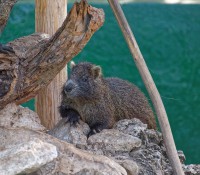 Krokodilfarm in Guama, Provinz Mantanzas