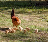 Krokodilfarm in Guama, Provinz Mantanzas