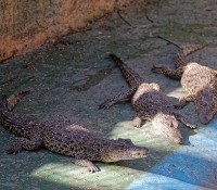 Krokodilfarm in Guama, Provinz Mantanzas