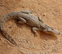 Krokodilfarm in Guama, Provinz Mantanzas