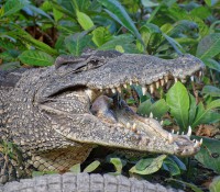 Krokodilfarm in Guama, Provinz Mantanzas