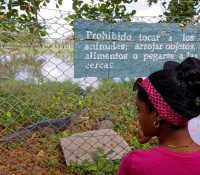 Krokodilfarm in Guama, Provinz Mantanzas