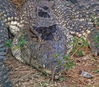 Krokodilfarm in Guama, Provinz Mantanzas