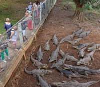 Krokodilfarm in Guama, Provinz Mantanzas