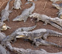 Krokodilfarm in Guama, Provinz Mantanzas