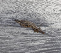 Krokodilfarm in Guama, Provinz Mantanzas