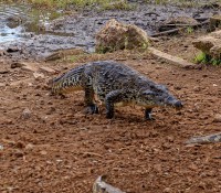 Krokodilfarm in Guama, Provinz Mantanzas
