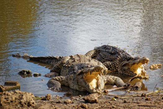 Krokodilfarm in Guama, Provinz Mantanzas