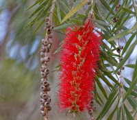Krokodilfarm in Guama, Provinz Mantanzas