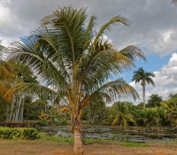 Krokodilfarm in Guama, Provinz Mantanzas