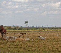 Rinder auf der Weide