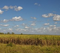 Zuckerrohr-Feld