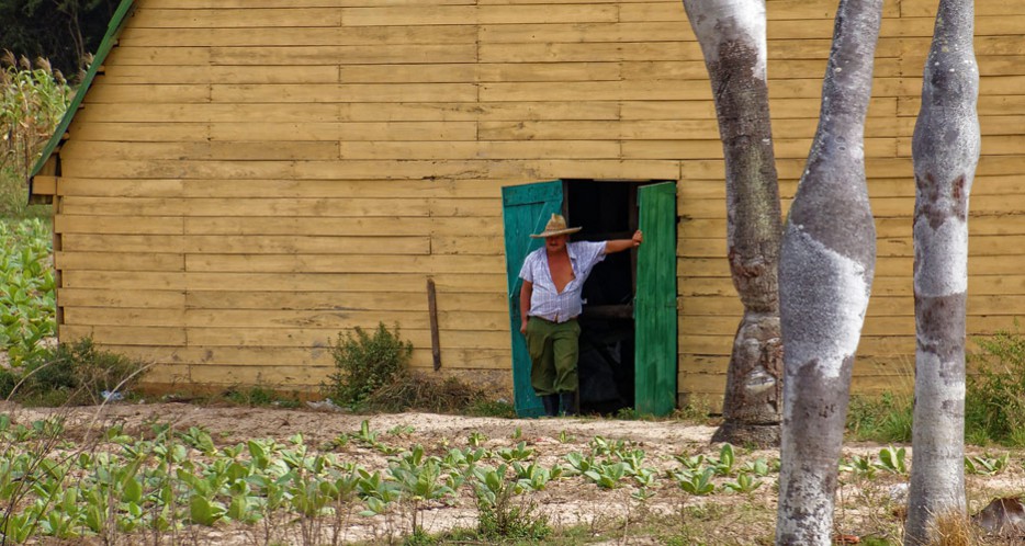 kubanischer Tabak-Bauer