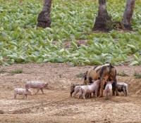 Tabak-Plantage zwischen Havanna und Vinales