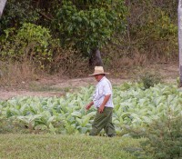 Tabak-Plantage zwischen Havanna und Vinales