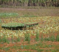 Tabak-Feld