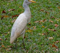 Höhle im Vinales-Tal