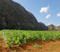Tabak-Feld im Vinales-Tal