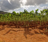 Tabak-Plantage im Vinales-Tal