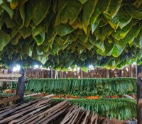 Tabak-Plantage im Vinales-Tal