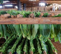 Tabak-Plantage im Vinales-Tal