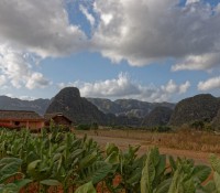 Tabak-Plantage im Vinales-Tal