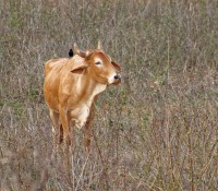 Tabak-Plantage im Vinales-Tal