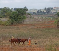 Tabak-Plantage im Vinales-Tal
