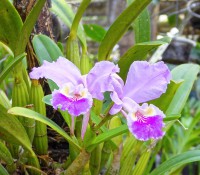 Orchideen-Garten Soroa