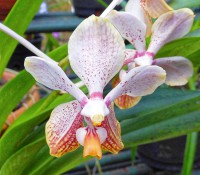 Orchideen-Garten Soroa