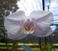 Orchideen-Garten Soroa
