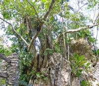 Orchideen-Garten Soroa