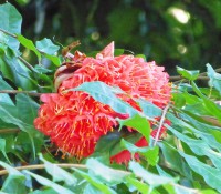 Orchideen-Garten Soroa