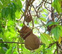 Orchideen-Garten Soroa