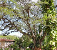 Orchideen-Garten Soroa