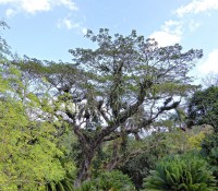 Orchideen-Garten Soroa