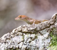 Wasserfall bei Soroa