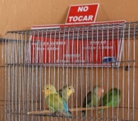 Santiago de Cuba, Fußgängerzone