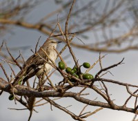 Hotel-Anlage Sol Palmeras