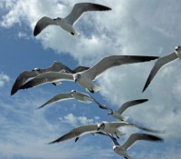 Katamaran-Ausflug nach Cayo Blanco