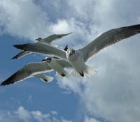 Katamaran-Ausflug nach Cayo Blanco