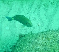 Katamaran-Ausflug nach Cayo Blanco