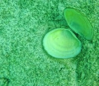 Katamaran-Ausflug nach Cayo Blanco