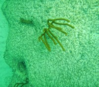 Katamaran-Ausflug nach Cayo Blanco