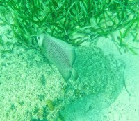 Katamaran-Ausflug nach Cayo Blanco