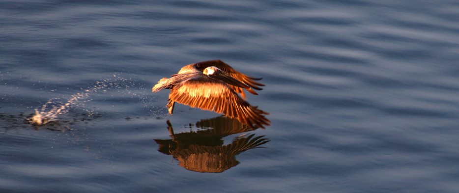 Pelikan in der Bucht von Cienfuegos auf der Jagd