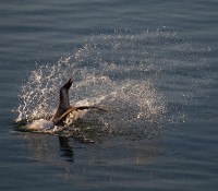 Pelikan, Cienfuegos