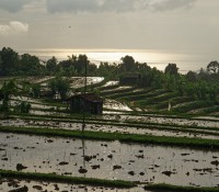 Reis-Terrassen auf Bali